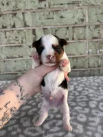 Mav, a male Yorkshire Terrier for sale in Dallas, TX – Photo 3 of 9