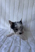 ACA Mav, a male Yorkshire Terrier for sale in Dallas, TX – 2 of 7