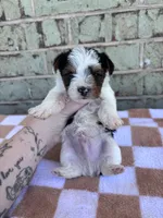 Mav, a male Yorkshire Terrier for sale in Tulsa, OK – Photo 6 of 7