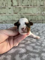 Mav, a male Yorkshire Terrier for sale in Dallas, TX – Photo 6 of 9