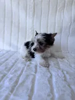 ACA Mav, a male Yorkshire Terrier for sale in Dallas, TX – 5 of 7