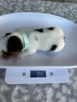 Mav, a male Yorkshire Terrier for sale in Dallas, TX – Photo 9 of 9