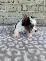 ACA Mav, a male Yorkshire Terrier for sale in Conroe, TX – Photo 6 of 7