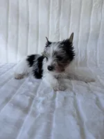 ACA Mav, a male Yorkshire Terrier for sale in Dallas, TX – 6 of 7