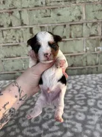 Mav, a male Yorkshire Terrier for sale in Dallas, TX – Photo 2 of 9