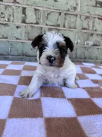 Mav, a male Yorkshire Terrier for sale in Tulsa, OK – Photo 5 of 7