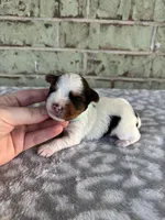 Mav, a male Yorkshire Terrier for sale in Dallas, TX – Photo 4 of 9