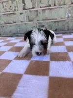 Mav, a male Yorkshire Terrier for sale in Tulsa, OK – Photo 3 of 7