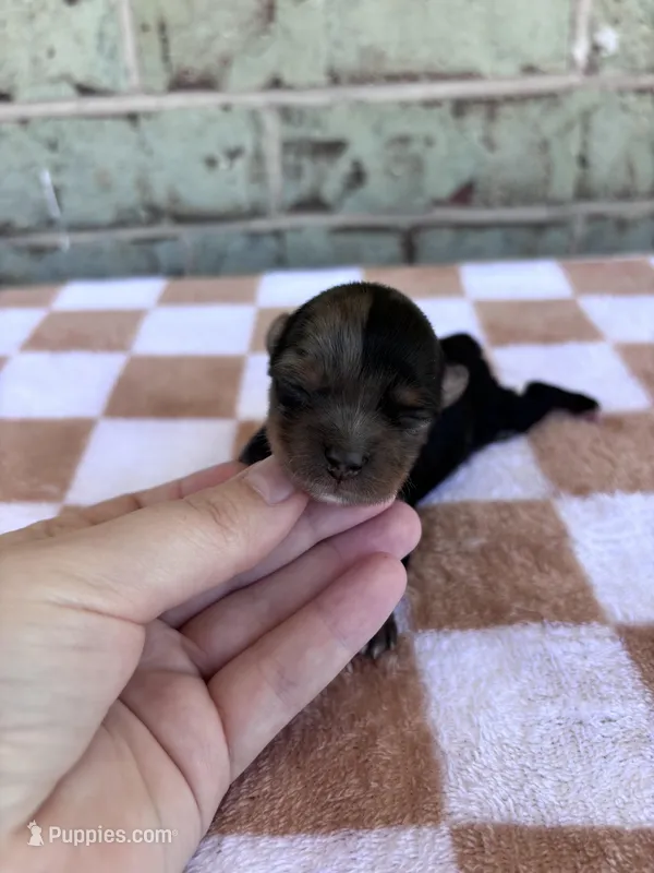 Hagen – Yorkshire Terrier puppy for sale in Conroe, TX