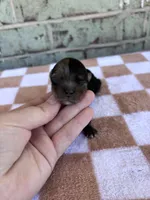 Hagen, a male Yorkshire Terrier for sale in Conroe, TX – Photo 6 of 8