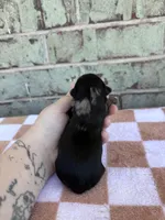 Hagen, a male Yorkshire Terrier for sale in Conroe, TX – Photo 8 of 8