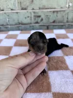 Hagen, a male Yorkshire Terrier for sale in Conroe, TX – Photo 3 of 8