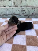 Hagen, a male Yorkshire Terrier for sale in Conroe, TX – Photo 7 of 8