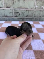 Hagen, a male Yorkshire Terrier for sale in Conroe, TX – Photo 4 of 8