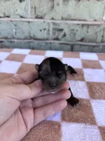 Hagen, a male Yorkshire Terrier for sale in Conroe, TX – Photo 5 of 8