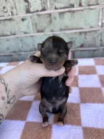 Hagen, a male Yorkshire Terrier for sale in Conroe, TX – Photo 2 of 8