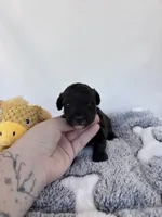 Calvin, a male Yorkipoo for sale in Austin, TX – 5 of 6