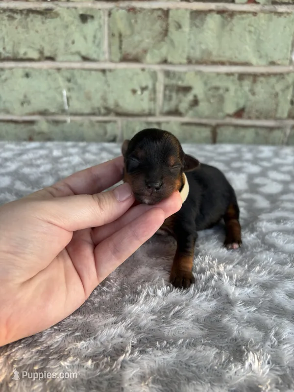 Pike – Yorkshire Terrier puppy for sale in Dallas, TX