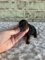 Pike, a male Yorkshire Terrier for sale in Dallas, TX – Photo 1 of 5