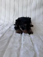 ACA Pike, a male Yorkshire Terrier for sale in Dallas, TX – 4 of 7