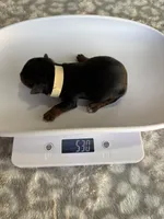 Pike, a male Yorkshire Terrier for sale in Dallas, TX – Photo 4 of 5