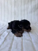 ACA Pike, a male Yorkshire Terrier for sale in Dallas, TX – 7 of 7