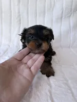 ACA Pike, a male Yorkshire Terrier for sale in Dallas, TX – 5 of 7