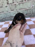 Pike, a male Yorkshire Terrier for sale in Tulsa, OK – Photo 2 of 6