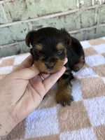 ACA Pike, a male Yorkshire Terrier for sale in The Woodlands, TX – Photo 3 of 4