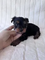 ACA Pike, a male Yorkshire Terrier for sale in Dallas, TX – 2 of 7