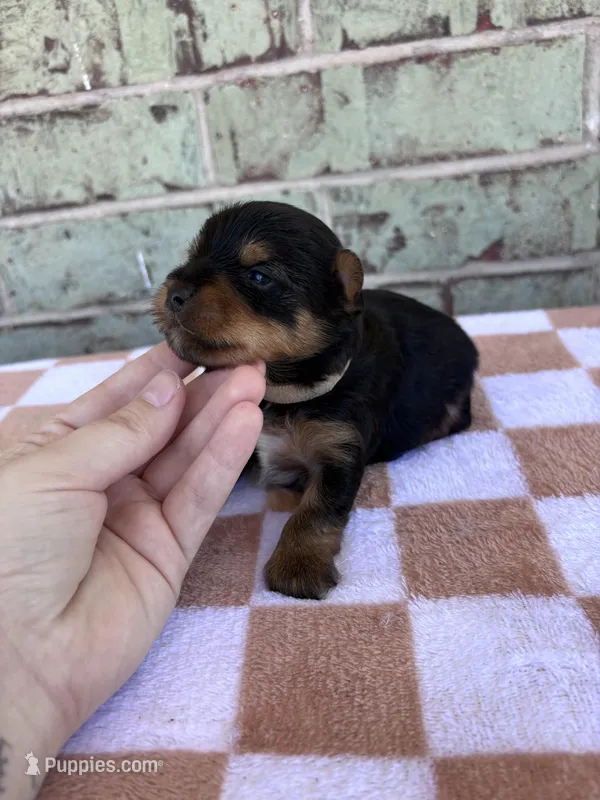Pike – Yorkshire Terrier puppy for sale in Houston, TX