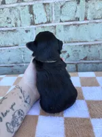 Pike, a male Yorkshire Terrier for sale in Tulsa, OK – Photo 6 of 6