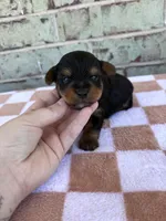 Pike, a male Yorkshire Terrier for sale in Tulsa, OK – Photo 3 of 6