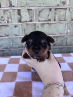 Pike, a male Yorkshire Terrier for sale in Tulsa, OK – Photo 5 of 6