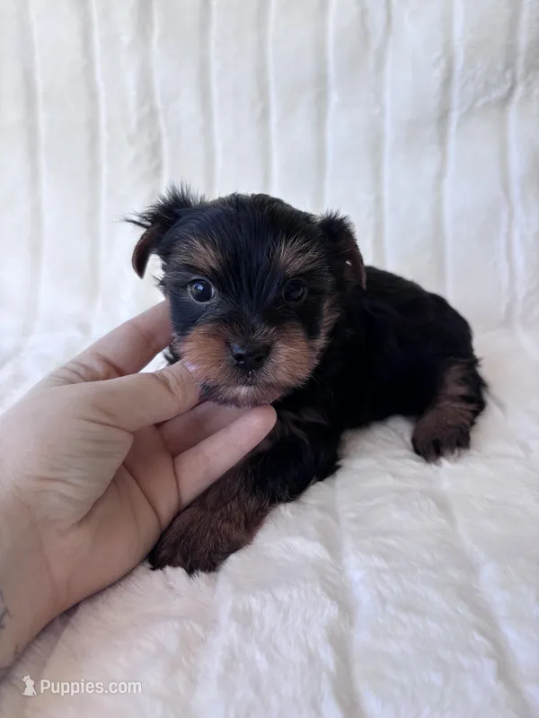 ACA Pike – Yorkshire Terrier puppy for sale in Dallas, TX
