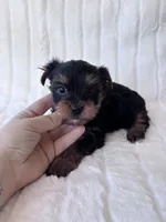 ACA Pike, a male Yorkshire Terrier for sale in Dallas, TX – 1 of 7