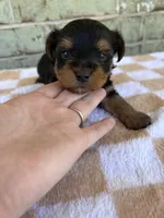 ACA Pike, a male Yorkshire Terrier for sale in The Woodlands, TX – Photo 2 of 4