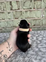 Pike, a male Yorkshire Terrier for sale in Dallas, TX – Photo 5 of 5