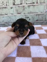 Pike, a male Yorkshire Terrier for sale in Tulsa, OK – Photo 4 of 6