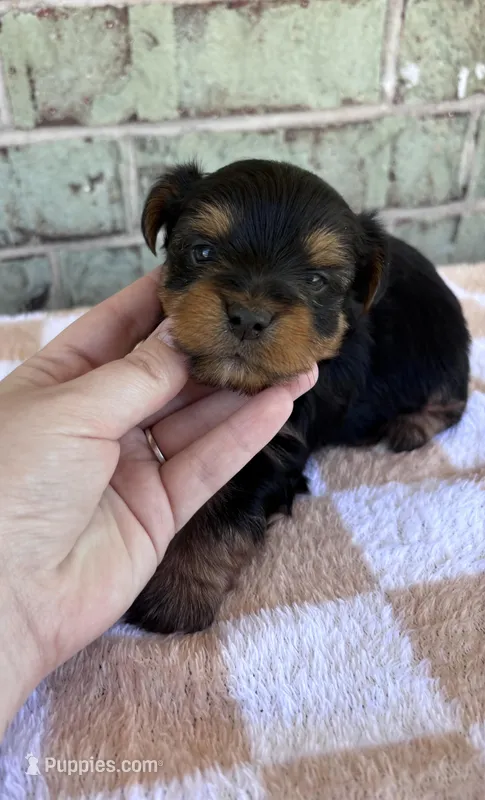 ACA Pike – Yorkshire Terrier puppy for sale in The Woodlands, TX