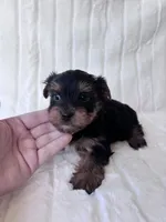 ACA Pike, a male Yorkshire Terrier for sale in Dallas, TX – 3 of 7