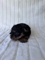 ACA Pike, a male Yorkshire Terrier for sale in Dallas, TX – 6 of 7