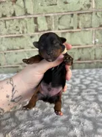 Pike, a male Yorkshire Terrier for sale in Dallas, TX – Photo 3 of 5