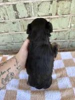 ACA Pike, a male Yorkshire Terrier for sale in The Woodlands, TX – Photo 4 of 4