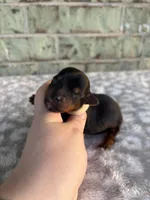 Pike, a male Yorkshire Terrier for sale in Dallas, TX – Photo 2 of 5