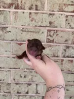 Toby, a male Yorkshire Terrier for sale in Spring, TX – 4 of 5