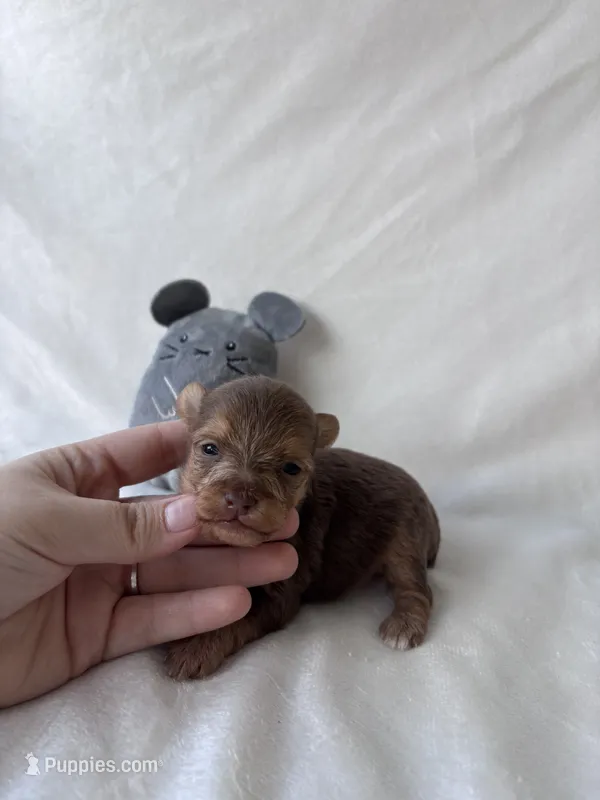 Tanner – Yorkshire Terrier puppy for sale in Canton, TX
