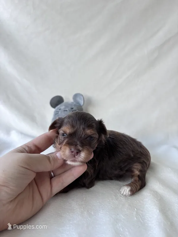 Toby – Yorkshire Terrier puppy for sale in Canton, TX