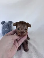 Tanner, a male Yorkshire Terrier for sale in Austin, TX – 5 of 6