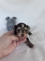 Cooper , a male Yorkshire Terrier for sale in Austin, TX – 3 of 4